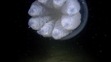 Rhizostoma pulmo, floating in the water column. A scyphomedusa in the family Rhizostomatidae video
