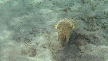 Hooded coottlefish Sepia prashadi, cuttlefish runs away from the diver over the sandy bottom at a shallow depth. Red Sea, Egypt video