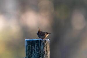 Wren on a wood stake photo