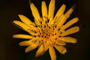Meadow Salsify Macro photo