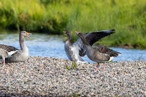A flock of geese standing on a gravel beach photo