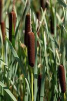 Cattails growing in a field with tall grass photo