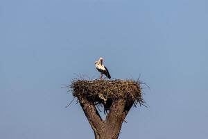 A stork is standing on top of a nest photo