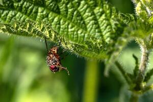 A fly on a green leaf with a red eye photo