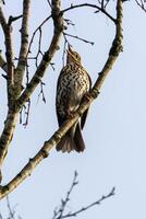 A bird sitting on a tree branch with a blue sky in the background photo