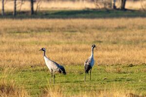 Two cranes standing in a field with tall grass photo