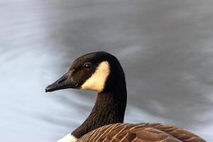 A close up of a goose with a blurred background photo