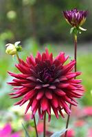 Macro shot of a dark red dahlia blossom in the garden in late summer photo