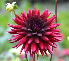 Macro shot of a dark red dahlia blossom in the garden in late summer photo