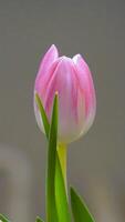 Beautiful tulips on gray background. photo