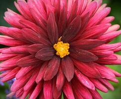 Close up natural beautiful dahlia flower in the garden. photo