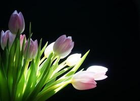 Tulips, flowers, red and pink. photo