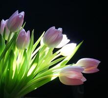 Tulips Blossoms. Beautiful of Two Pink Tulips Flowers Blooming on Black Background. photo