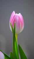 Beautiful tulips on gray background. photo