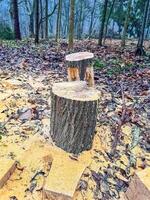 Stump in a forest with fallen leaves and branches, providing a natural. High quality photo