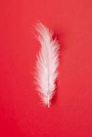 white feather on red background, top view photo