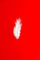 white feather on red background, top view photo
