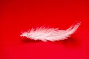 close up white feather on red background, side view photo