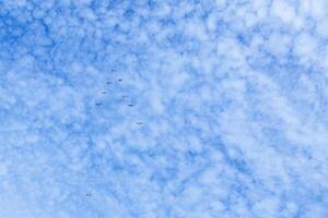 a group of birds flying in the sky photo