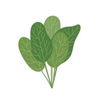 Spinach leaves bouquet simple hand drawn illustration, fresh culinary plant, healthy life style organic diet, food concept, flat style image for menu, recipe design vector