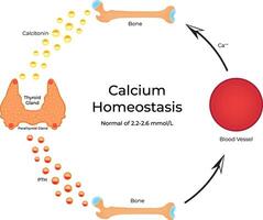 Calcium Homeostasis Science Design Illustration Diagram vector