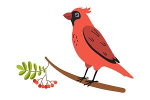 Bright red bird perched on branch with berries in a simple illustration style vector