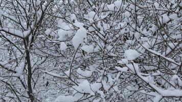 Close-up of tree branches covered in fresh snow during winter. The intricate network of twigs and snow creates a delicate and serene atmosphere in nature video