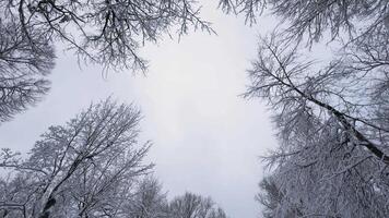 Upward view of snow-covered tree branches reaching towards a pale winter sky. The intricate patterns of the frosted limbs create a peaceful and serene atmosphere video