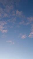 A flock of birds flies high against a colorful sunset sky over a snow-covered winter landscape. Bare trees stand in the foreground, adding depth and contrast to the serene scene video