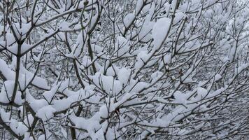 Close-up of tree branches covered in fresh snow during winter. The intricate network of twigs and snow creates a delicate and serene atmosphere in nature video