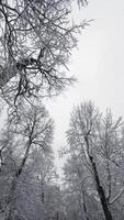 Upward view of snow-covered tree branches reaching towards a pale winter sky. The intricate patterns of the frosted limbs create a peaceful and serene atmosphere video
