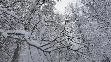 Upward view of snow-covered tree branches reaching towards a pale winter sky. The intricate patterns of the frosted limbs create a peaceful and serene atmosphere video