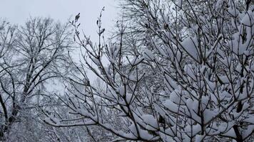 Close-up of tree branches covered in fresh snow during winter. The intricate network of twigs and snow creates a delicate and serene atmosphere in nature video