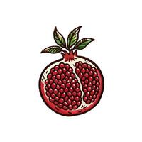 drawing pomegranate icon vector