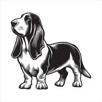 Basset Hound Stance The Loyal Look vector