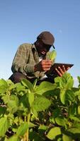 African American agronomist examines soybean crop on field in summer. Farmer on soybean field. Vertical video