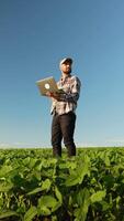 Agronomist inspecting soya bean crops growing with laptop in the farm field. Vertical video