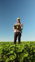 Agronomist examines soybean crop on field in summer. Vertical video