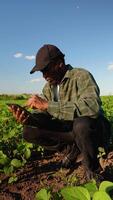 African agronomist inspecting soya bean crops growing in the farm field. Vertical video