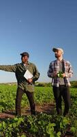 Two diverse farmers walking on soybean field, discuss harvest, crops. Vertical video