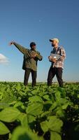 Two farmers stand on soybean field, discuss harvest, crops. Vertical video
