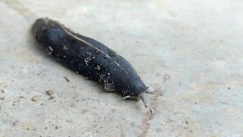 A close-up of a slug Laevicaulis alte, on a textured surface video