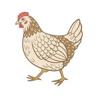 Illustration of a chicken on a white background. Cute domestic bird. vector