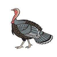 Turkey bird isolated on white background. Hand drawn illustration vector
