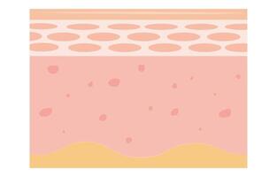 skin layer. Human skin layers structure vector