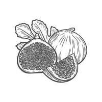 A fig, a half, a slice of a fig and a leaf in the style of line drawing vector