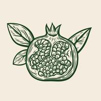 Pomegranate fruit in line drawing style vector