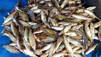 Fresh Mystus Tengara Fish Displayed on Blue Surface video