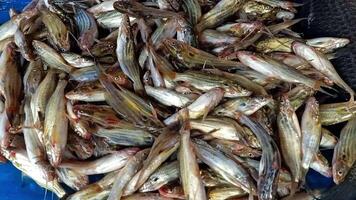 Abundant Tengara Catfish Display Fresh Catch from Local Waters video