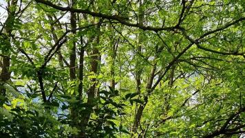 Dense leaves blanket tree branches, creating a vibrant green canopy. Sunlight filters through the foliage, illuminating the tranquil atmosphere of a serene forest in spring. video